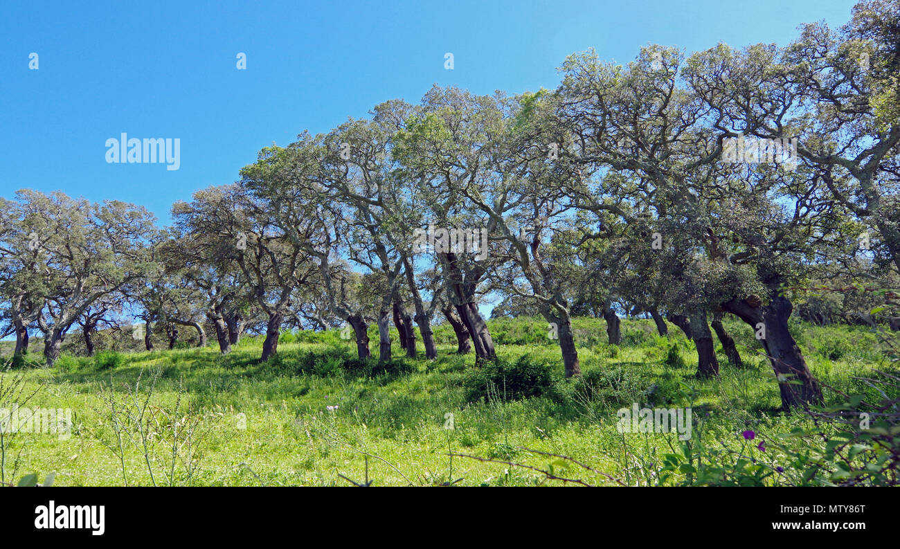 Eiche in der Gallura, Landschaft, Sardinien Stockfoto