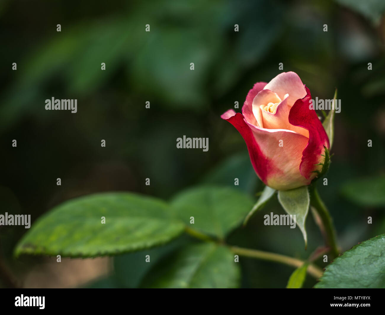 Rose-Nostalgie Stockfoto