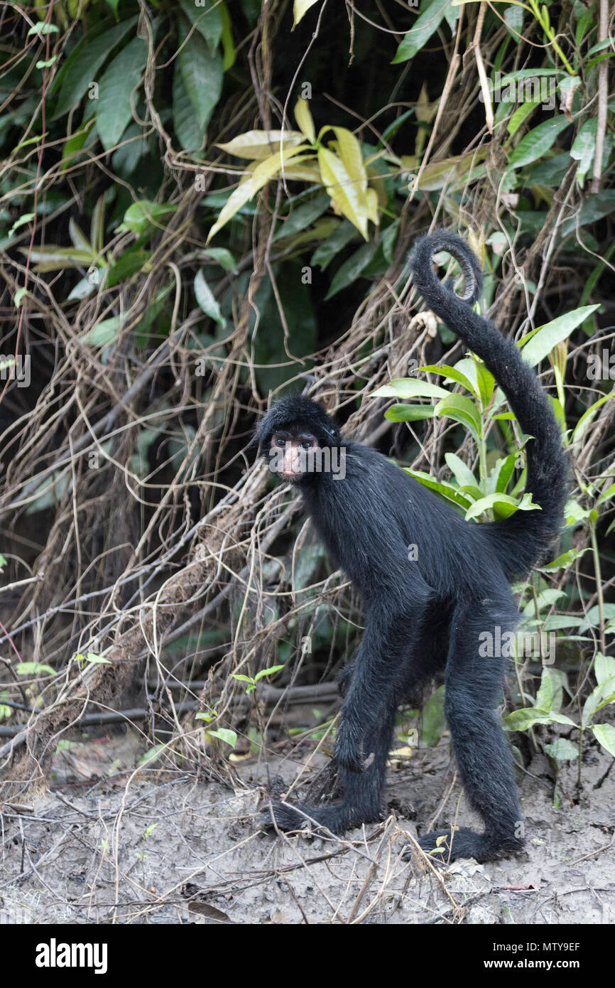 Nach Schwarz-headed Klammeraffen, Ateles spp, San Miguel Caño, Loreto, Peru Stockfoto