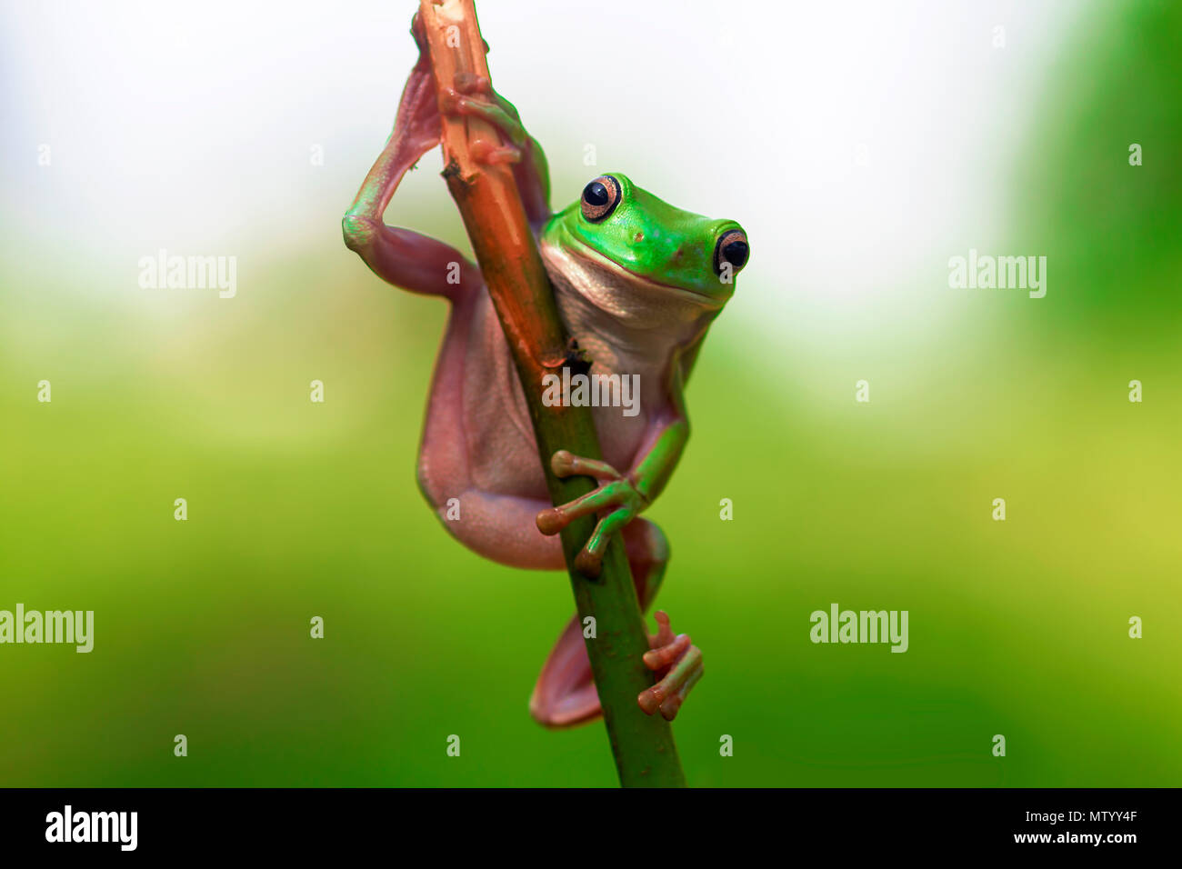 Porträt eines pummelig Frosch auf einer Pflanze stammen, Tangerang, Banten, Indonesien Stockfoto