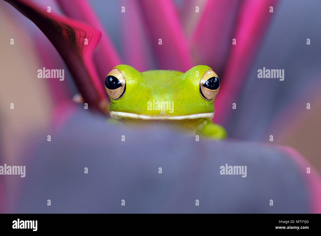 Porträt eines pummelig Frosch auf einem Blatt Stockfoto