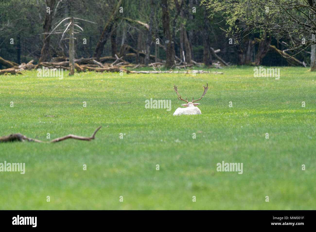 Weißer albino Reh, Österreichischen Alpen, Grunau im Almtal, Gmunden, Österreich Stockfoto