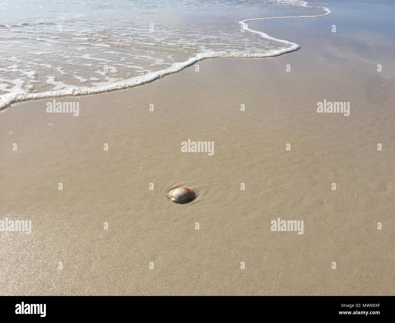 Seashell on Beach, Pensacola, Santa Rosa, Florida, USA Stockfoto