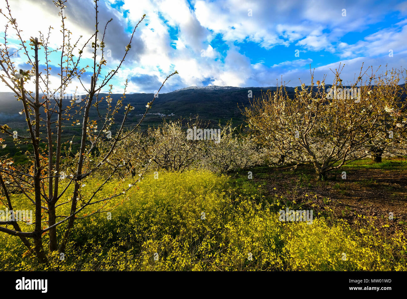 Kirschbäume, Valle del Jerte, Caceres, Extremadura, Spanien Stockfoto