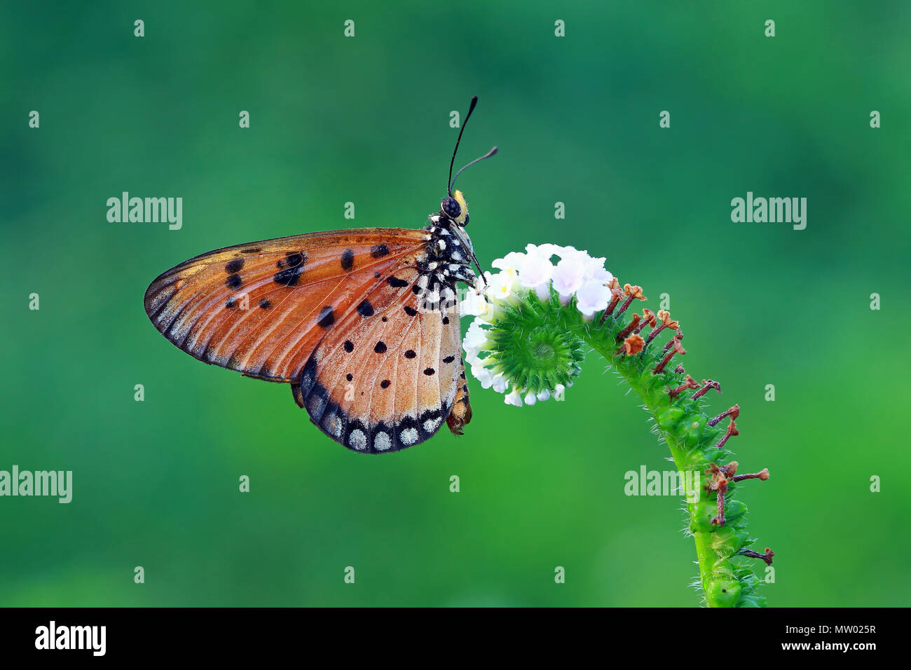 Schmetterling auf einer Blume Stockfoto
