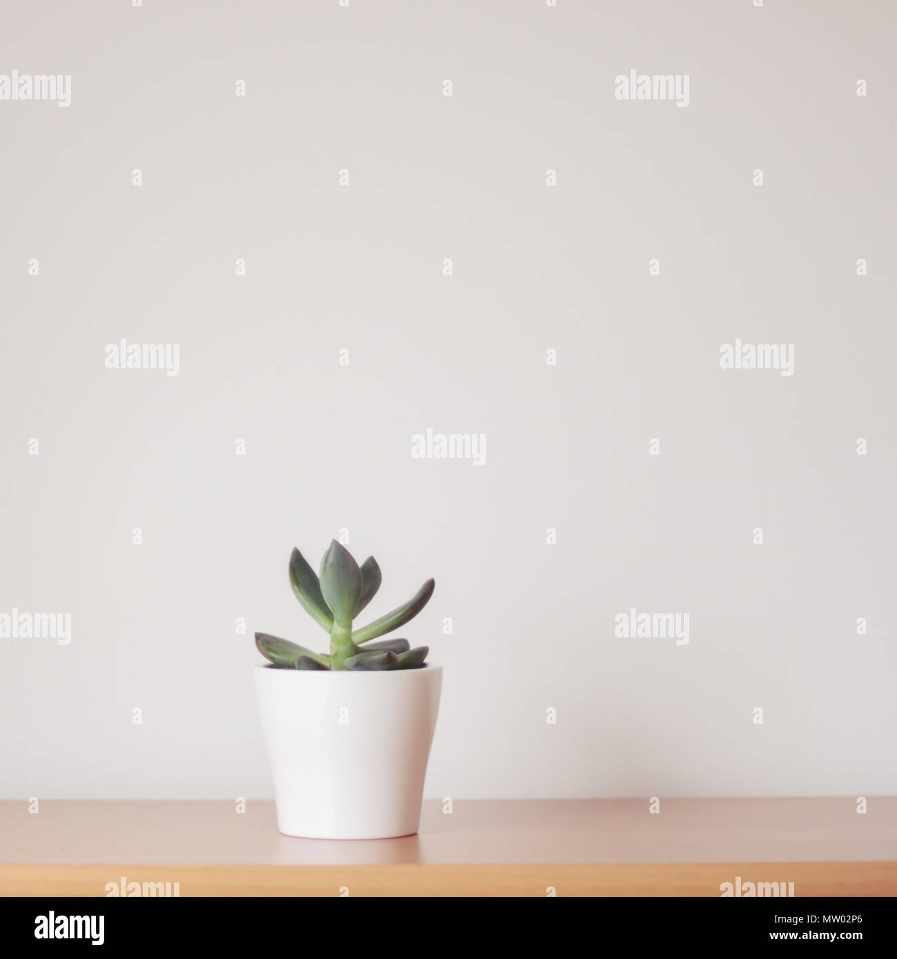 Sukkulente Pflanze im Übertopf Stockfoto