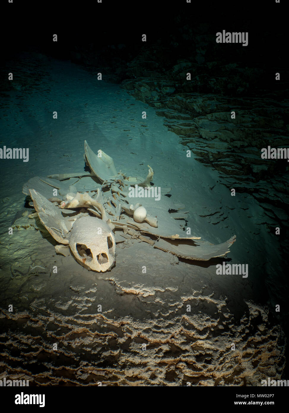 Turtle skeleton auf der Sand in einer Höhle, Koror, Palau Stockfoto