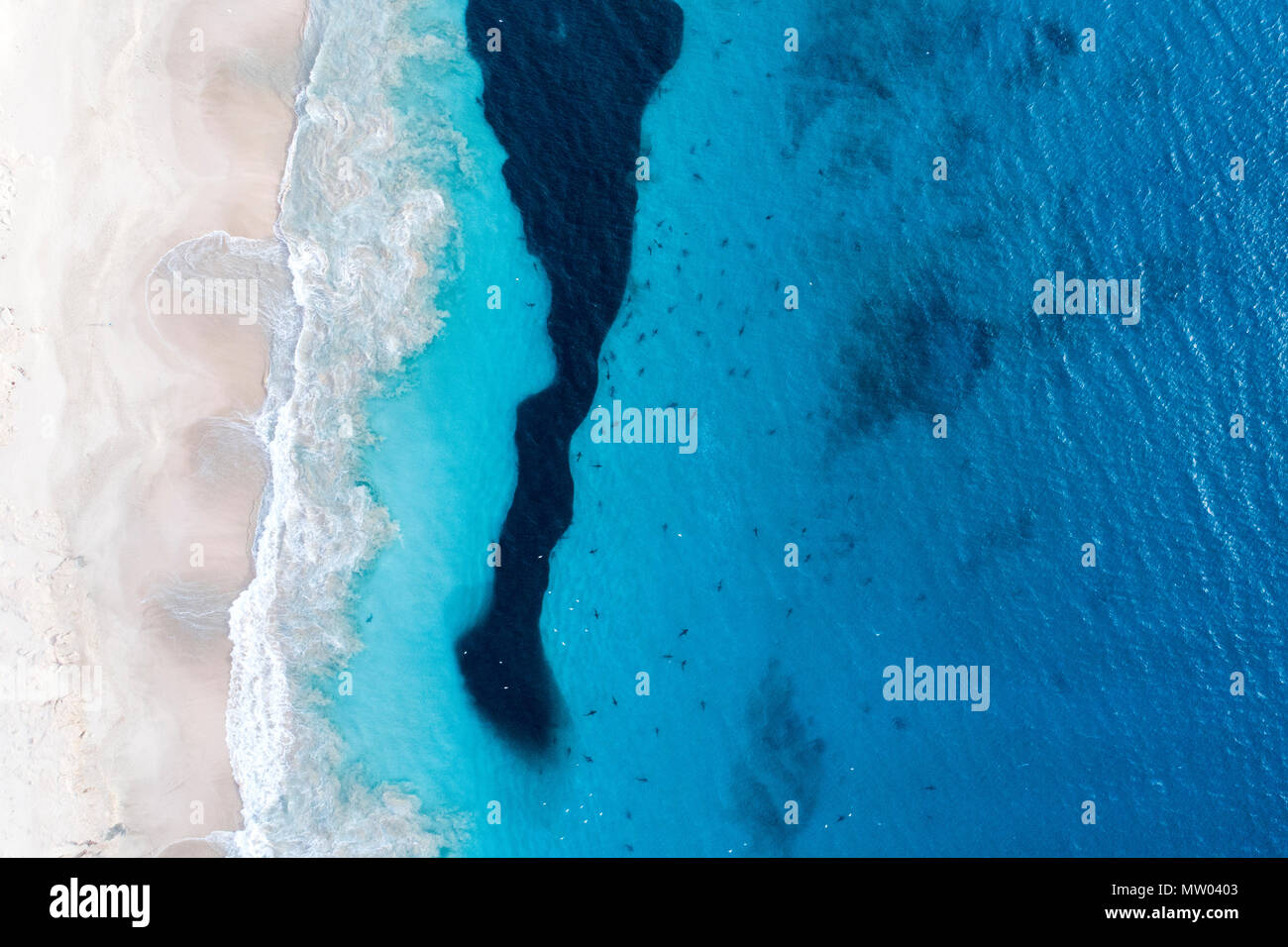 Luftaufnahme der Haie füttern auf einen Köder ball, Carnarvon, Western Australia, Australien Stockfoto