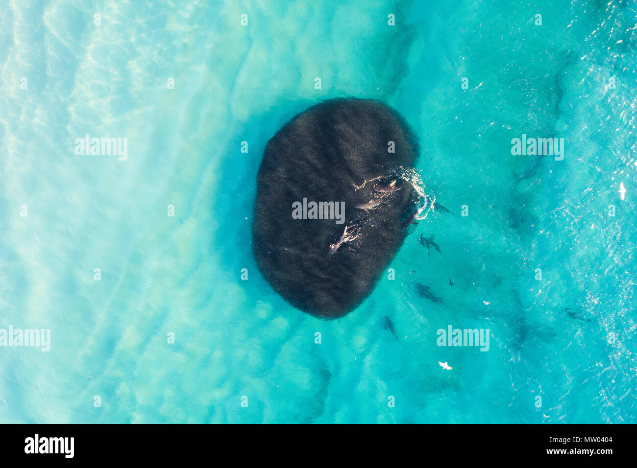 Luftaufnahme der Haie füttern auf einen Köder ball, Carnarvon, Western Australia, Australien Stockfoto