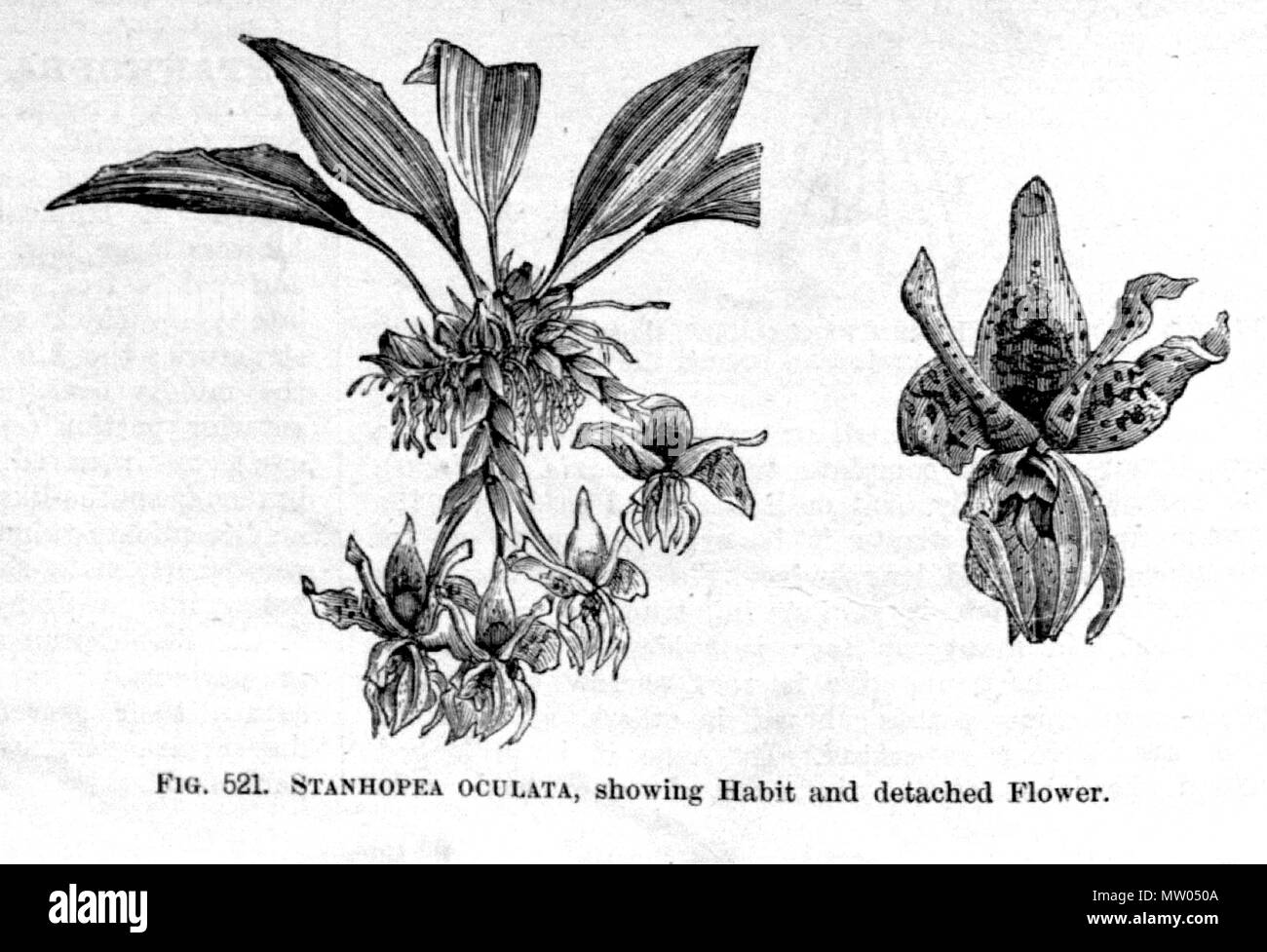 . Illustration von: Stanhopea oculata. 1887. Von George Nicholson 572 Stanhopea oculata - Illinois dict bearbeitet. Gard. 7 Seite 486 (1887) Stockfoto