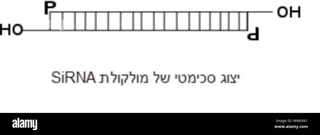 . Englisch: Struktur von SiRNA. 24 Dezember 2013, 14:06:22. Fractalmind 562 SiRNA Stockfoto