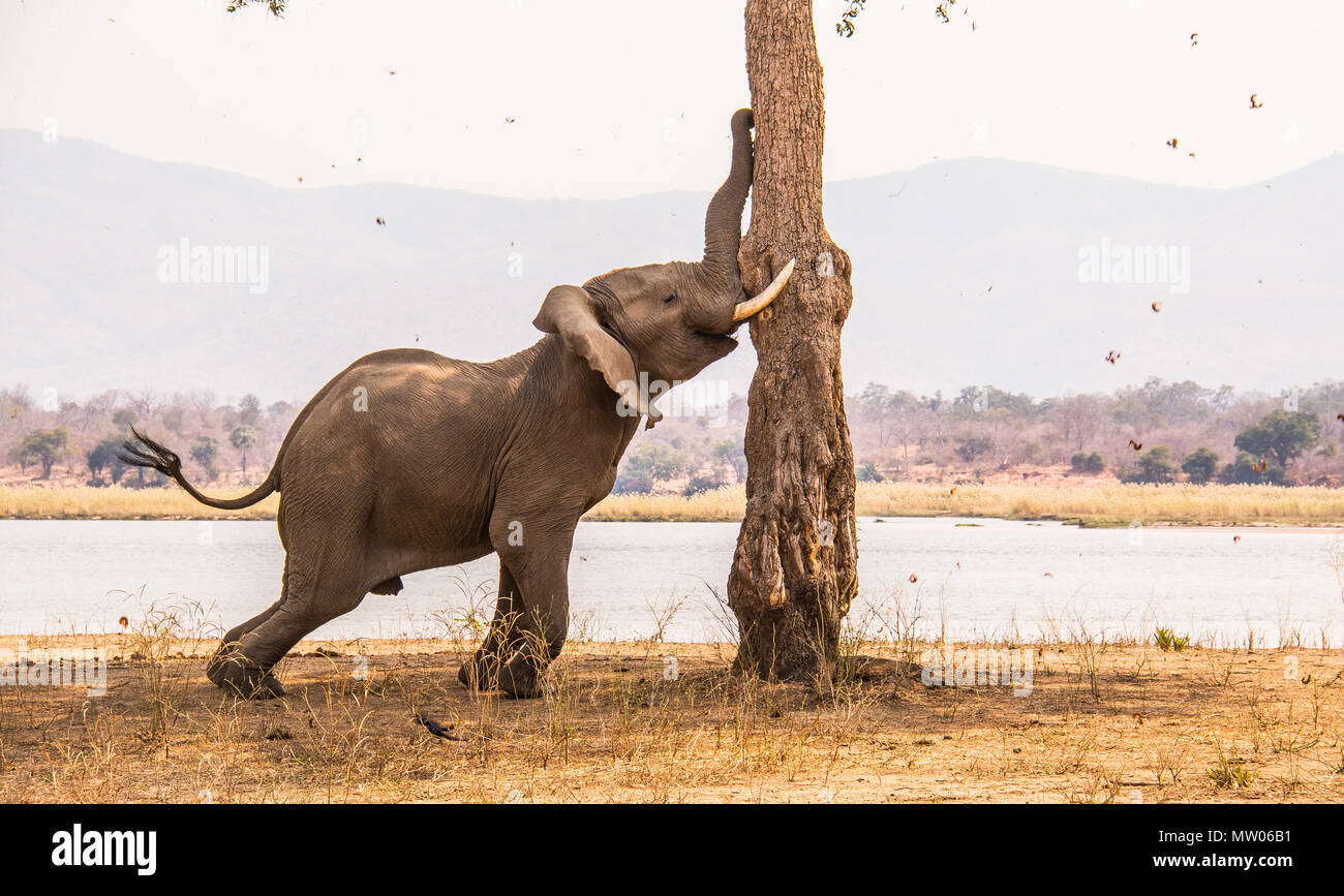 Elefant schüttelt einen Baum Stockfoto