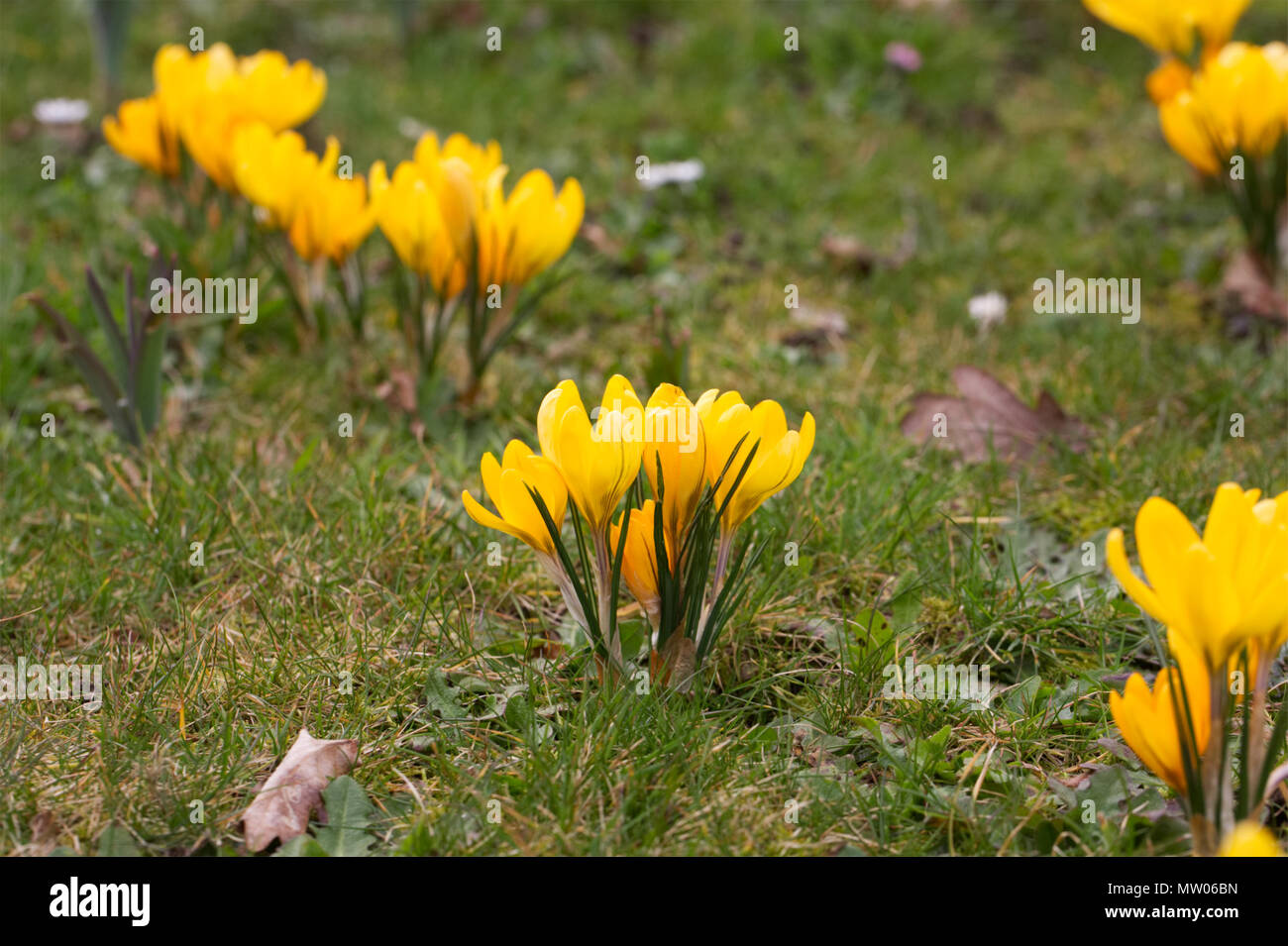 Crocus 'Golden Gelb" Blumen. Stockfoto
