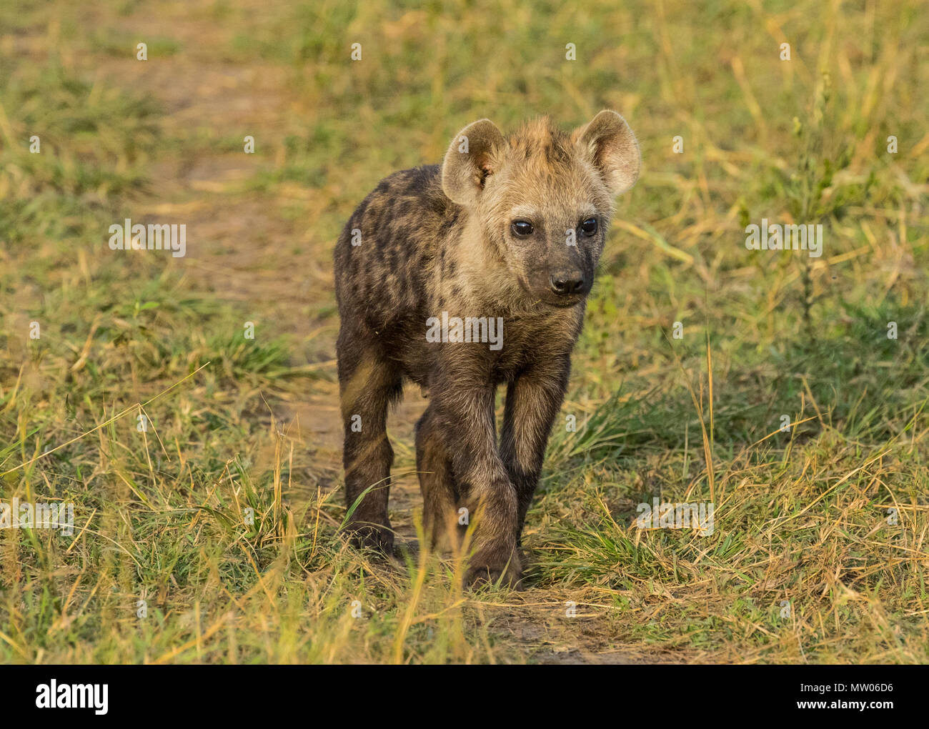 Hyäne cub Wandern Stockfoto