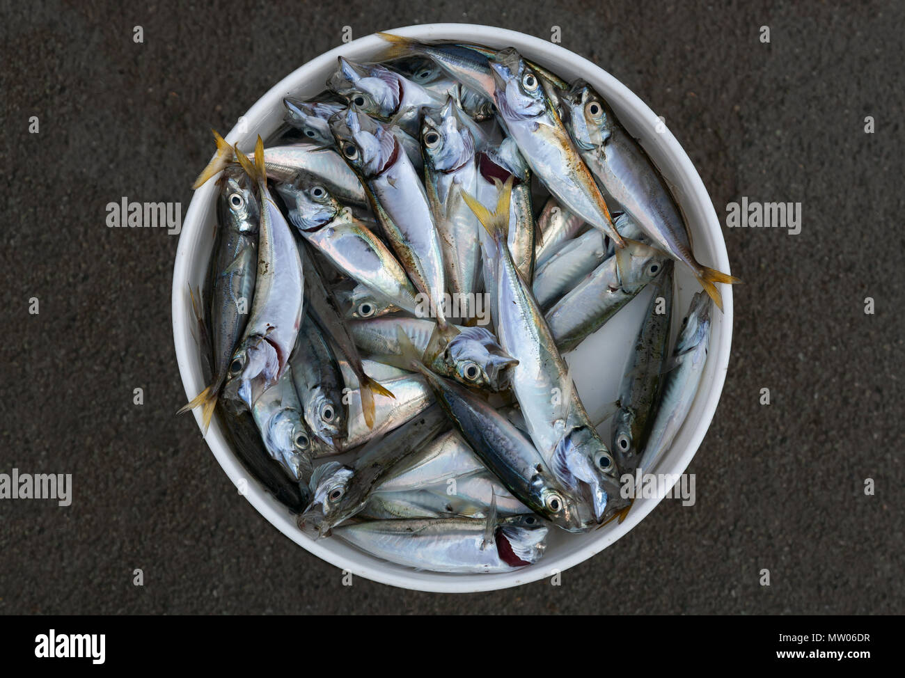 Gefangene Fische in der Ladeschaufel Stockfoto