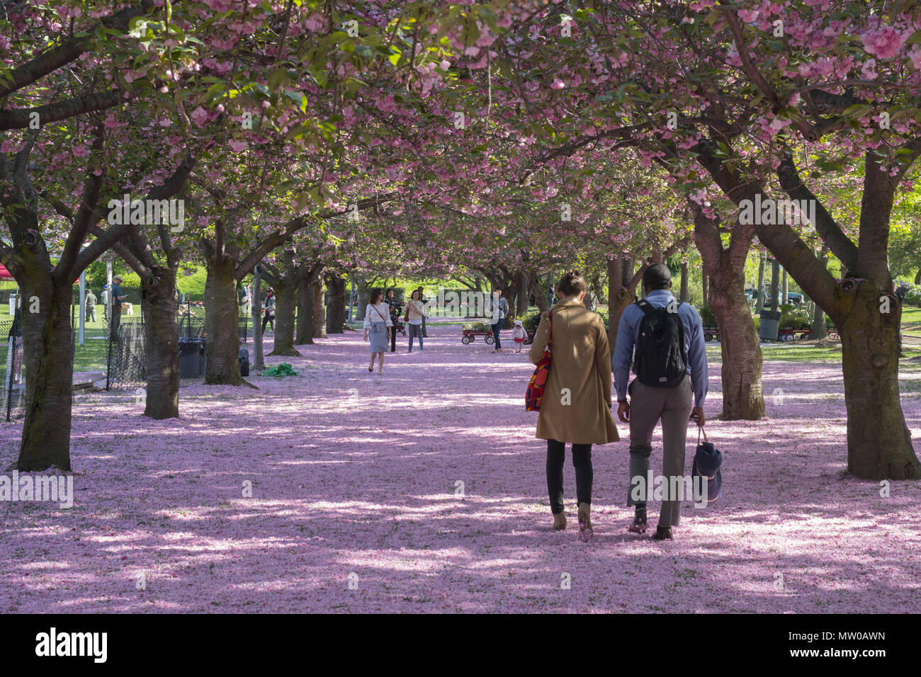 Ein Teppich von Kirschblüten bedeckt den Boden in der Kirsche Esplanade im  Brooklyn Botanic Garden, Brooklyn, NY Stockfotografie - Alamy