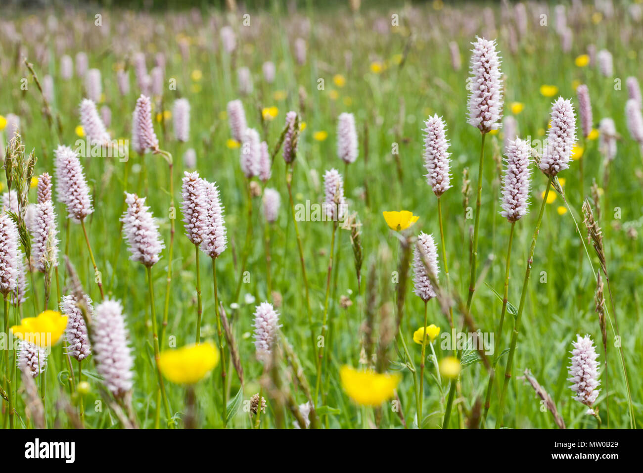 Wildflower Meadow an Appersett in der Nähe von Hawes in den Yorkshire Dales Stockfoto