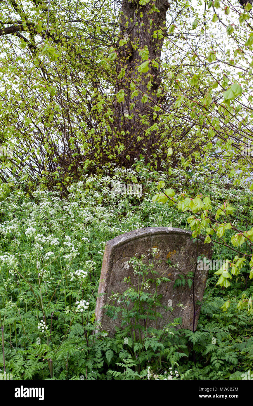 Überwachsenen Grabstein in Northleach Kirchhof, Gloucestershire Stockfoto