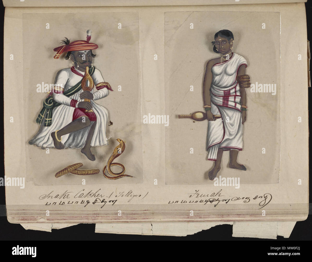 . Eine Seite aus dem Manuskript 70 - zwei Exemplare der Kasten in Indien, die besteht aus 72 full-color handgemalte Bilder von Männern und Frauen der verschiedenen Kasten und Religionen und ethnischen Gruppen in Madura, Indien zu dieser Zeit gefunden. Jede Zeichnung war auf Glimmer, ein transparentes, flockig Mineral, das teilt sich in dünnen, transparenten Platten. Wie auf der Seite Präsentation angegeben, das Album wurde von der Indischen schreiben Master an einer englischen Schule eingerichtet, die von den amerikanischen Missionaren in Madura zusammengestellt, und der Reverend William Twining. Das Manuskript zeigt indianische Kleidung und Schmuck Schmuck in der Stockfoto