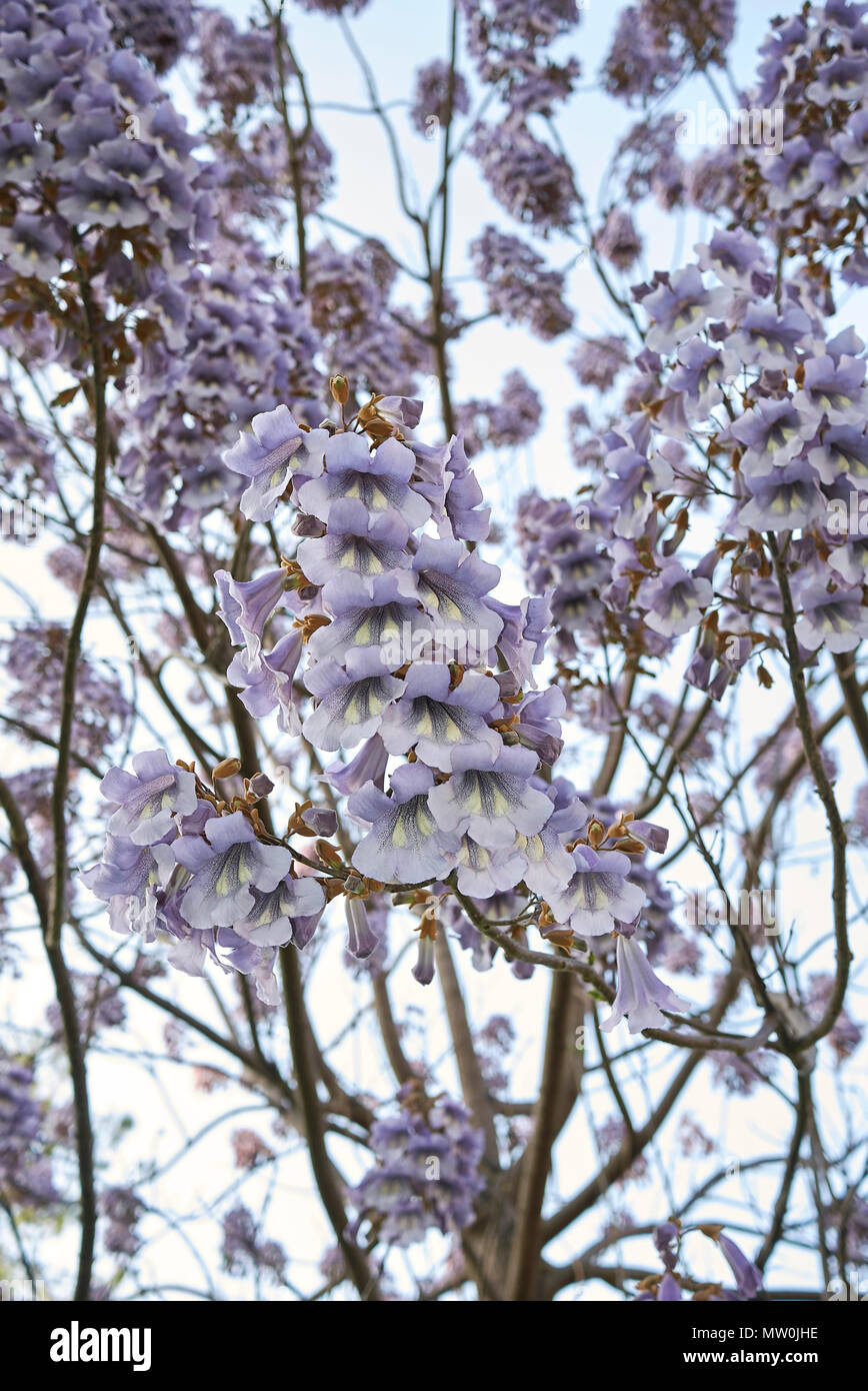 Paulownia Tomentosa Blüte Stockfoto