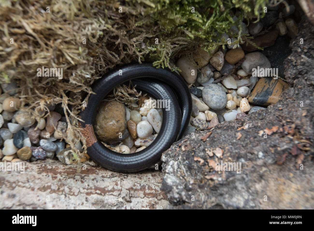 Nahaufnahme eines ungewöhnlichen melanistic slow Worm (Anguis fragilis). Diese farbe Variante hat einen braunen Flecken. Stockfoto