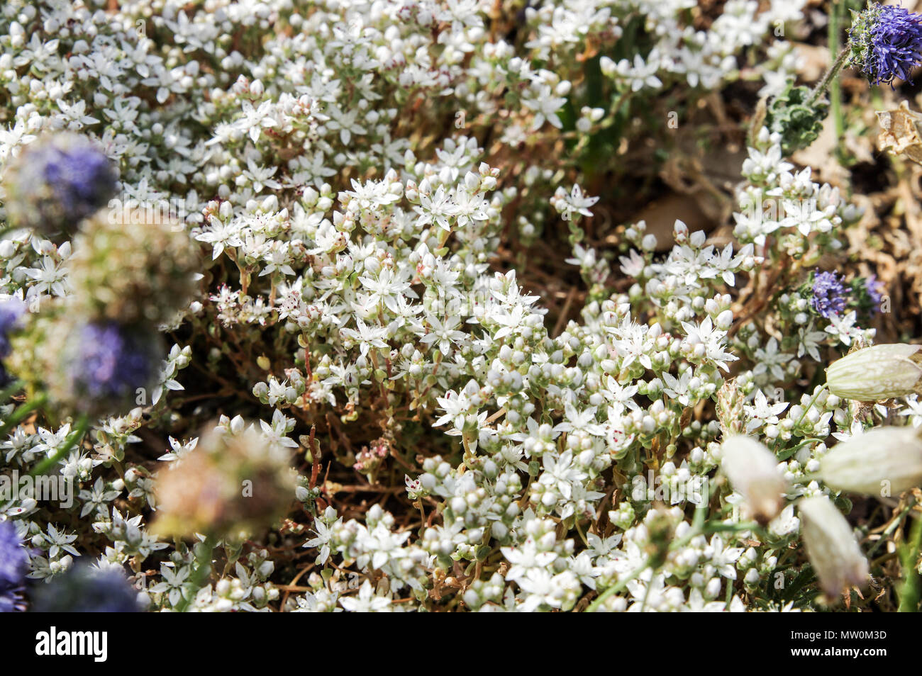 Zierliche weiße Blüten der Englischen Fetthenne (Sedum anglicum) zunehmend auf e Felsen um portelet Bay, Jersey, Channel Islands Stockfoto