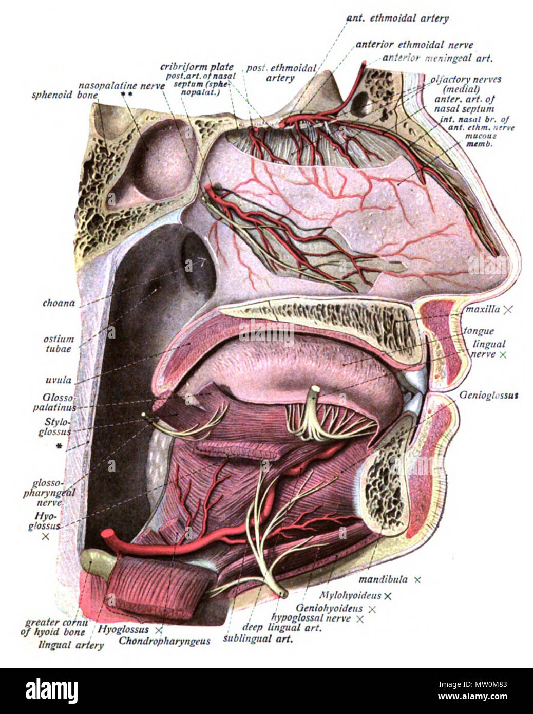 . Englisch: Eine anatomische Abbildung aus dem Jahre 1908 Edition von sobotta Atlas der Anatomie des Menschen. 22 Oktober 2013, 00:36:12. Dr. Johannes Sobotta 565 Sobo 1909 544 Stockfoto