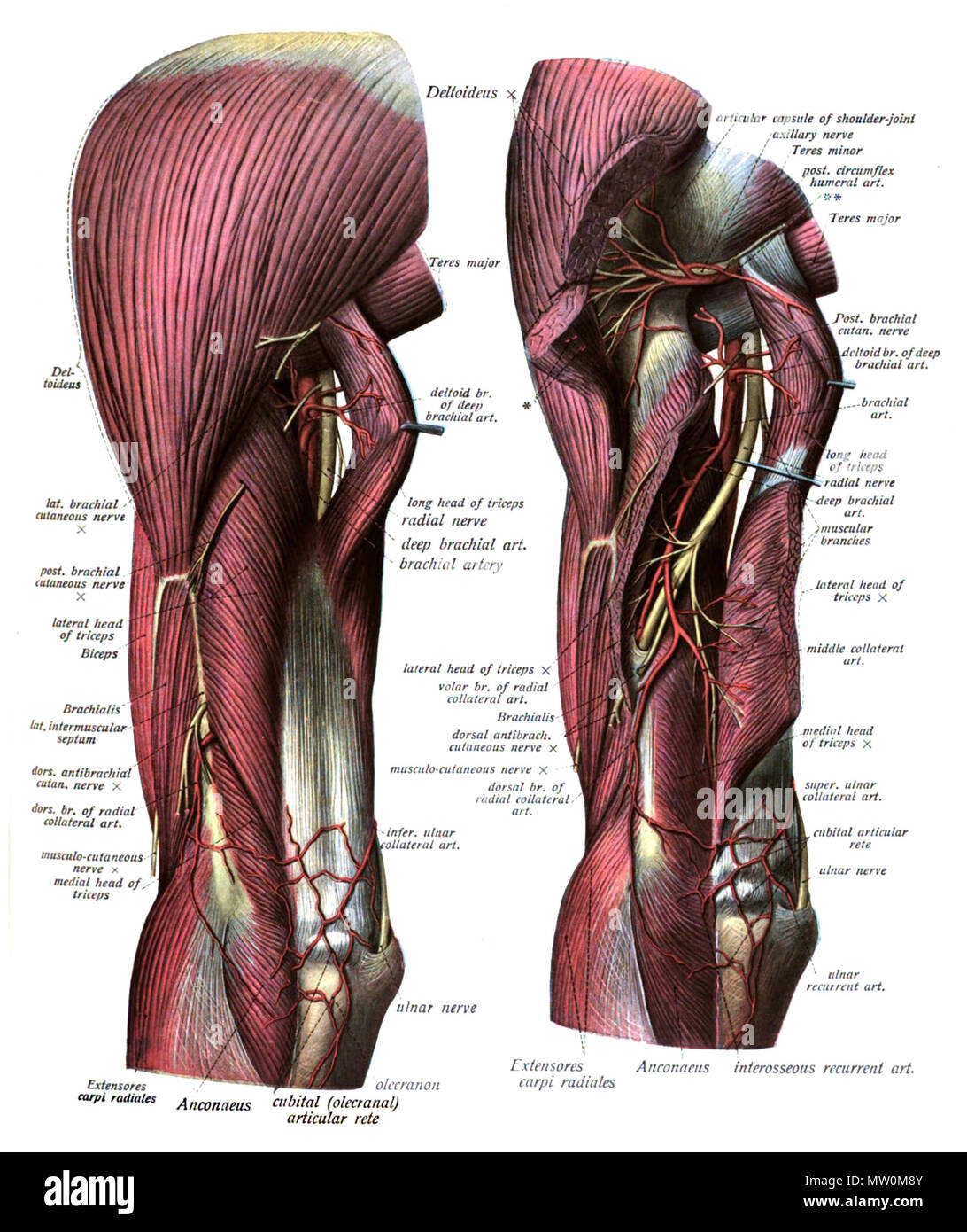 . Englisch: Eine anatomische Abbildung aus dem Jahre 1908 Edition von sobotta Atlas der Anatomie des Menschen. 22 Oktober 2013, 00:35:52. Dr. Johannes Sobotta 565 Sobo 1909 556-557 Stockfoto