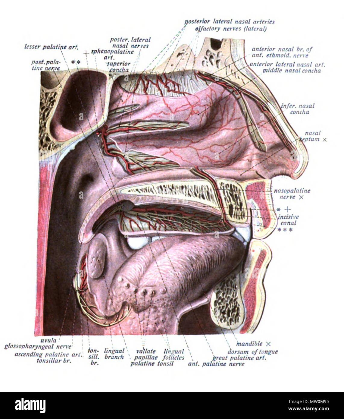 . Englisch: Eine anatomische Abbildung aus dem Jahre 1908 Edition von sobotta Atlas der Anatomie des Menschen. 22 Oktober 2013, 00:36:09. Dr. Johannes Sobotta 565 Sobo 1909 545 Stockfoto