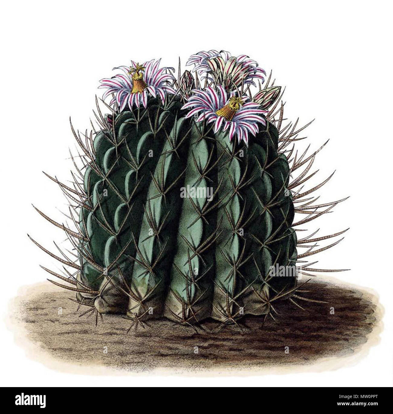 . Englisch: Stenocactus coptonogonus. 1904. Schumann, Gürke & Vaupel Peter A. Mansfeld für die Lösung Bild. 575 Stenocactus coptonogonus BlKakteenT 28. Stockfoto