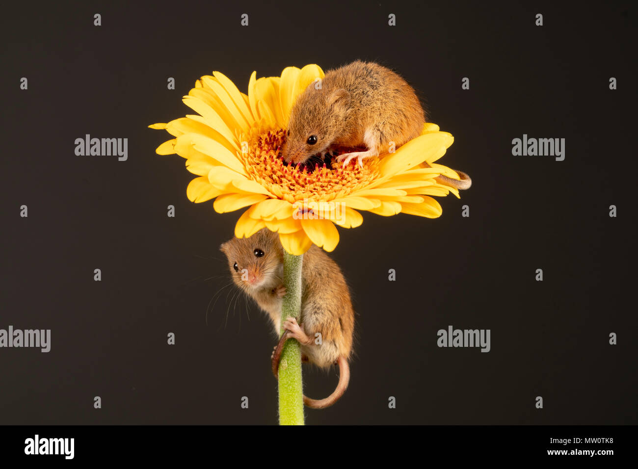 Ernte Maus klettern auf eine gelbe Gerbera auf ein Studio Hintergrund Stockfoto