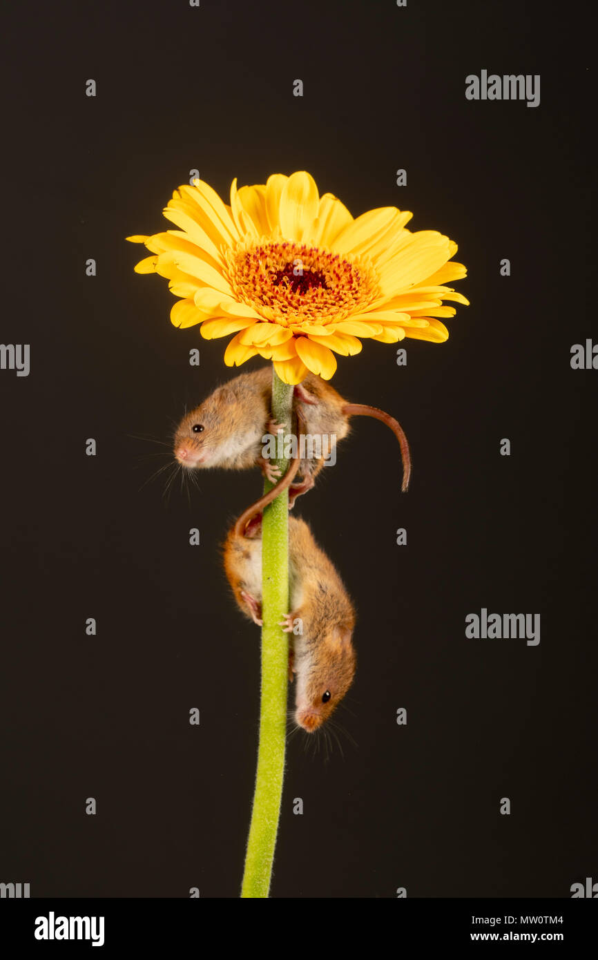 Ernte Maus klettern auf eine gelbe Gerbera auf ein Studio Hintergrund Stockfoto