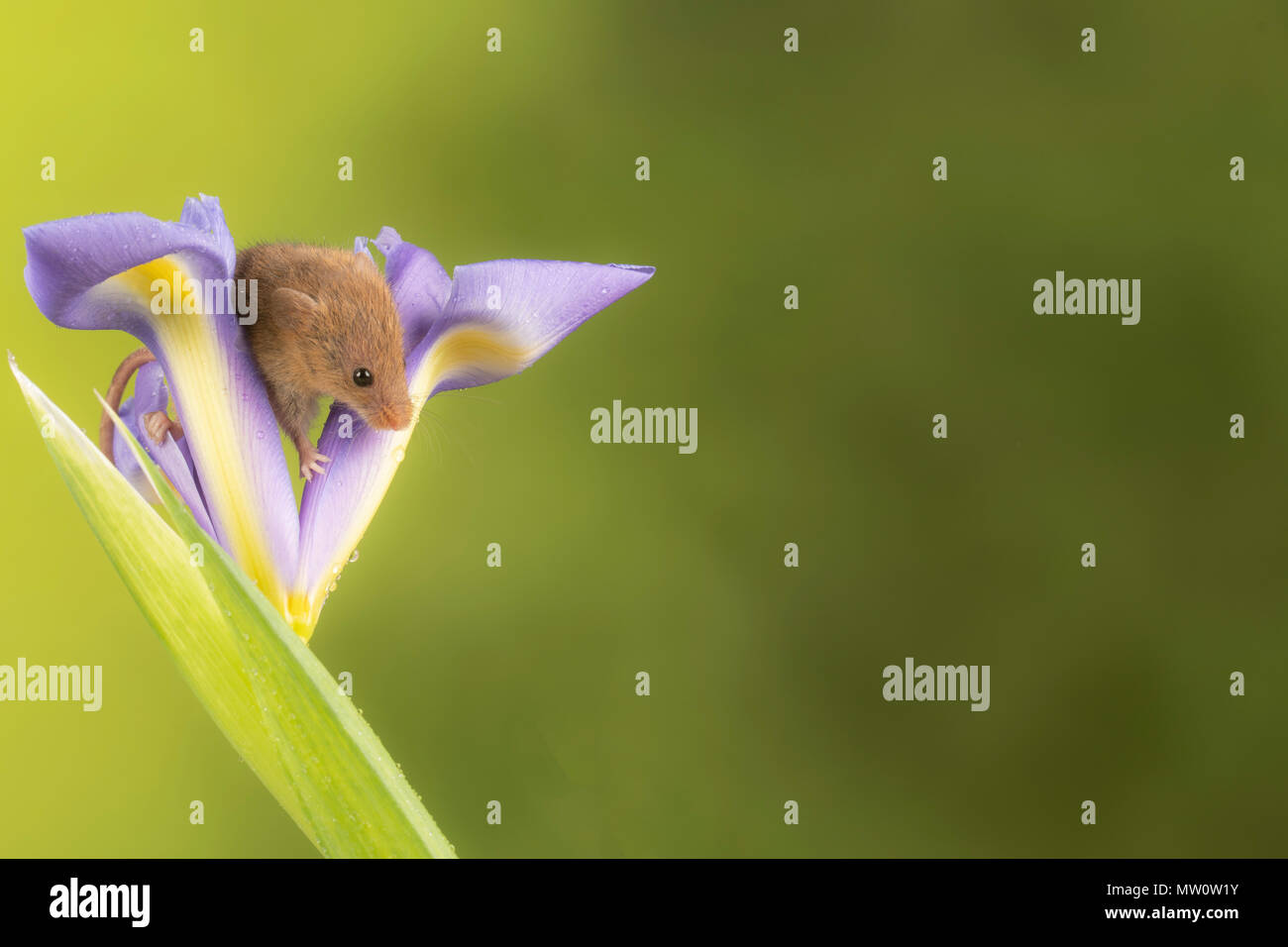Eine Ernte Maus klettern auf einem violetten Iris Stockfoto