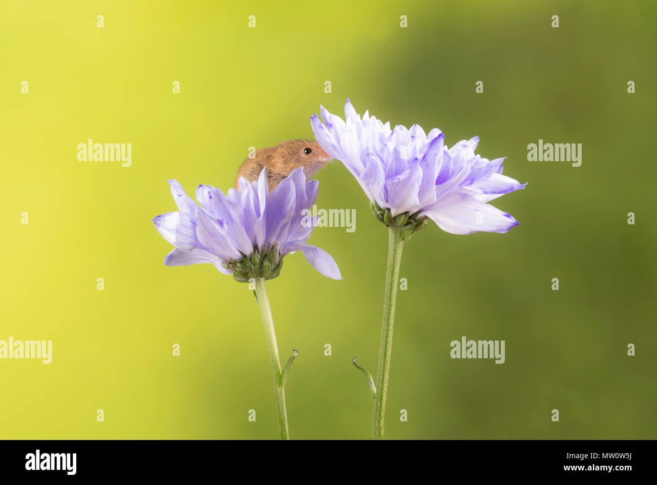 Ernte Mäuse auf einem lila Chrysantheme in s studio Einstellung Stockfoto