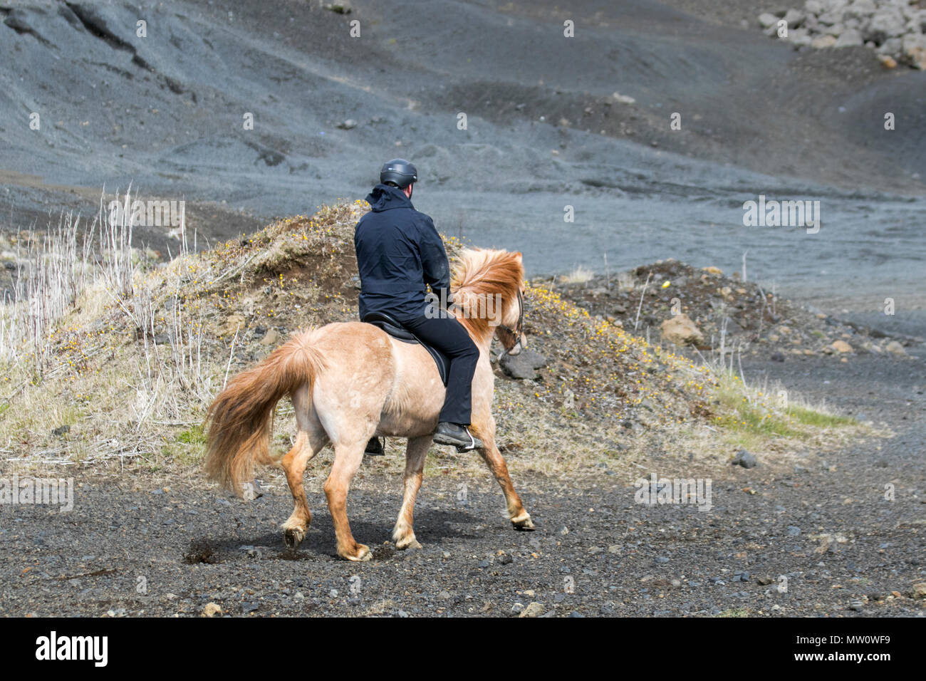 Mann auf einem isländischen Pferd, eine Rasse von Pferd entwickelt in Island. Obwohl die Pferde klein sind, manchmal Pony-Größe, die meisten Register für die Isländer bezeichnen es als ein Pferd. Isländische Pferde sind langlebig und winterhart. Stockfoto