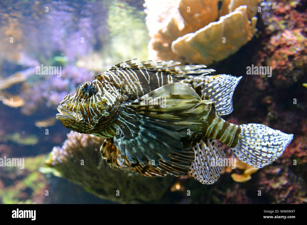 Nahaufnahme der giftigen Löwe Fisch oder Skorpion Stockfoto