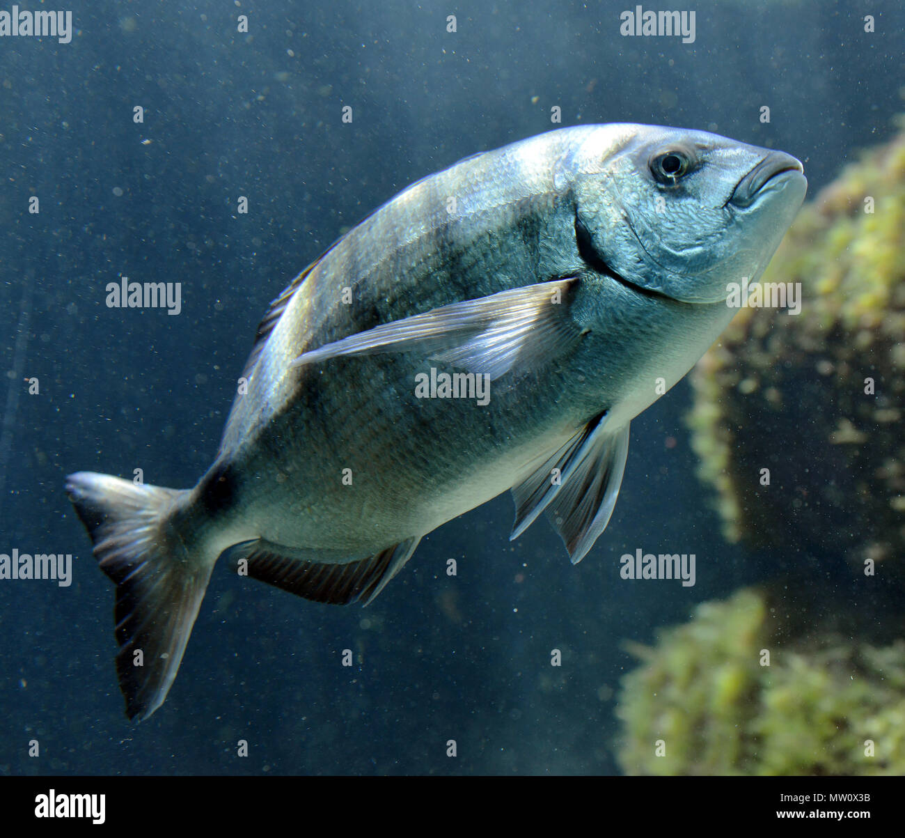 Schwadleger Fische im Aquarium Stockfoto