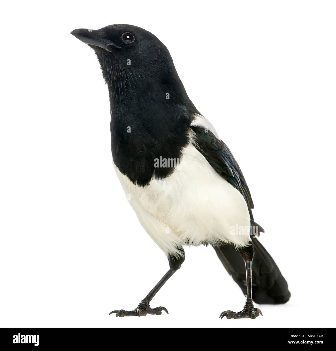 Gemeinsame Magpie suchen, Pica Pica, isoliert auf weißem Stockfoto