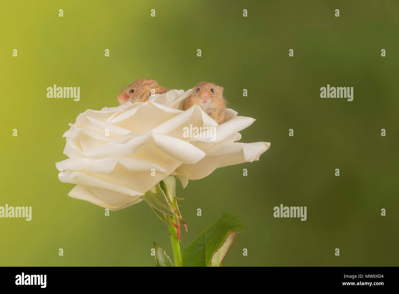 Havest Maus auf eine weiße Rose in einem Studio Hintergrund Stockfoto
