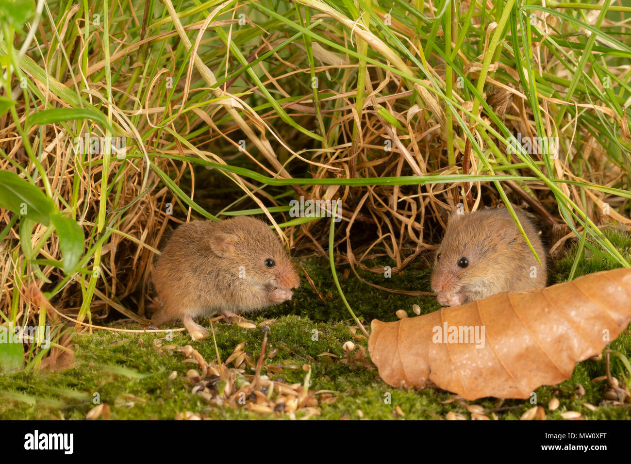 Wild harvest Maus Futter für Saatgut Stockfoto
