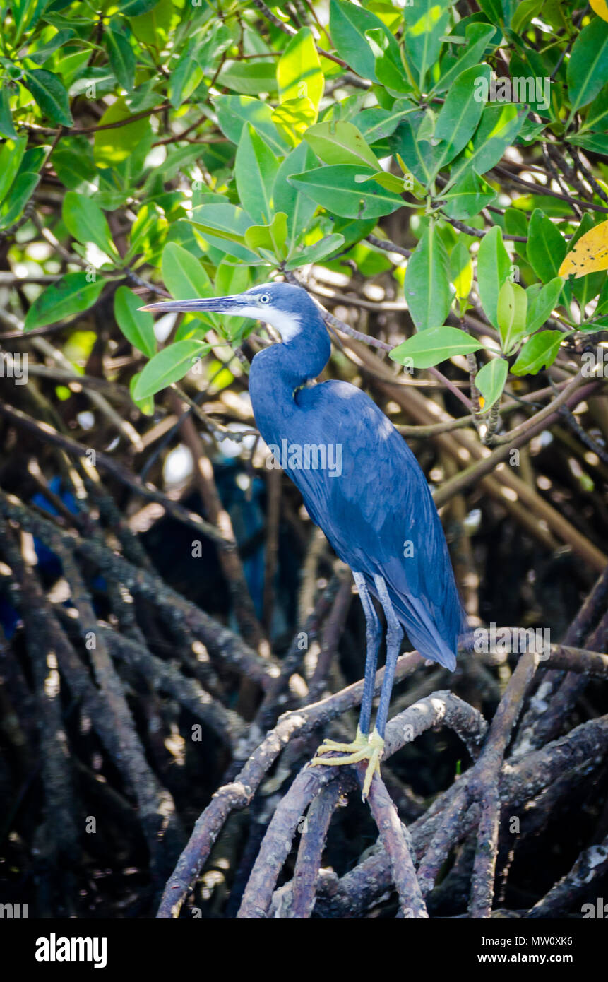 Schöne blau schwarz Heron auf Mangrove Tree in Sine Saloum Delta Wildlife Area, Senegal, Afrika. Stockfoto