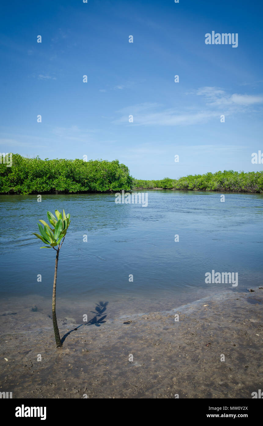 Junge Mangrove Tree wächst auf schlammigen Ufer des mangrovenwald von Sine Saloum Delta, Senegal, Afrika. Stockfoto