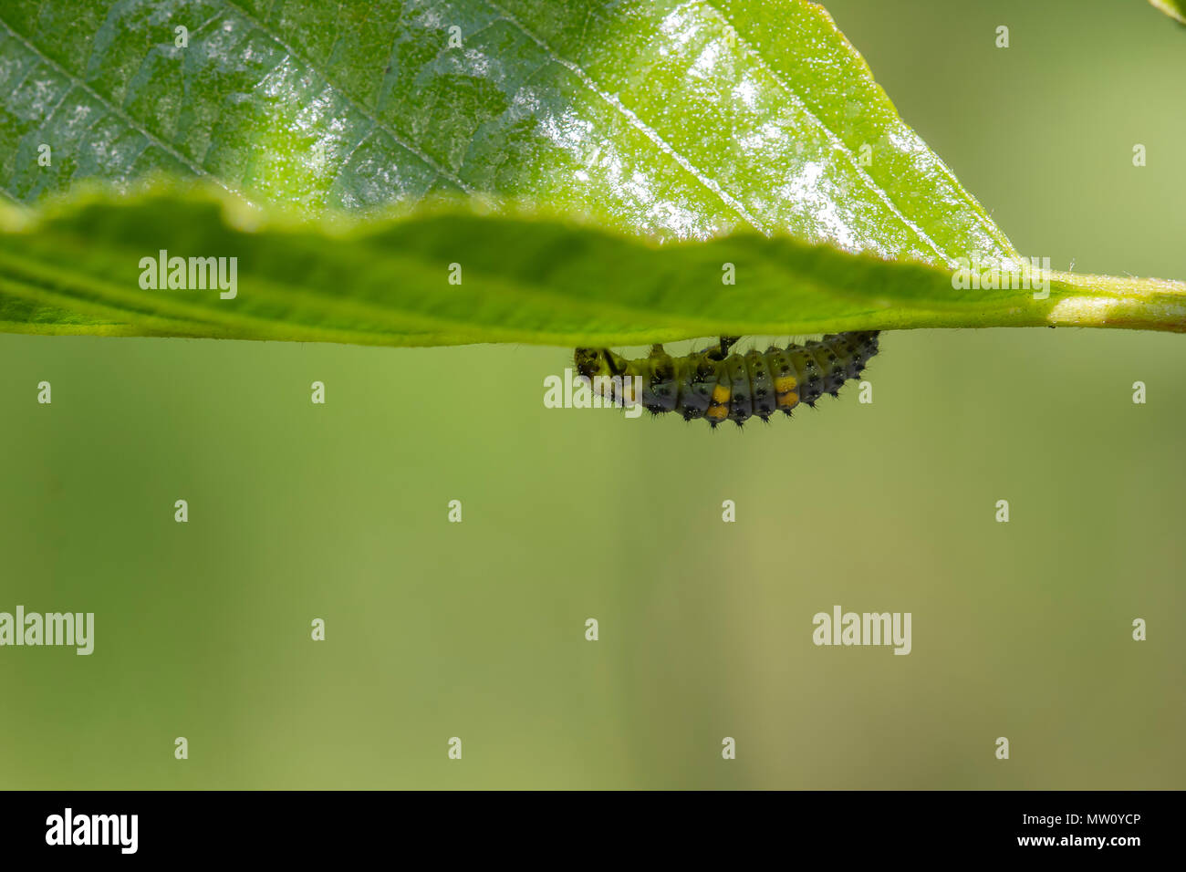 7 gefleckte Marienkäfer Nymphe, Larve, Coccinella 7-punctata, Crawling entlang ein Blatt an einem sonnigen Tag im Mai, Schottland. Stockfoto