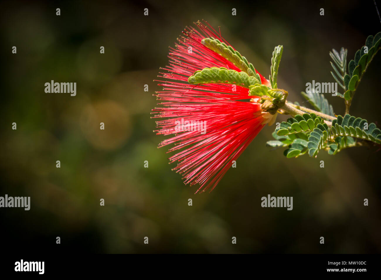 Red Baja Fairy Duster Blume Stockfoto