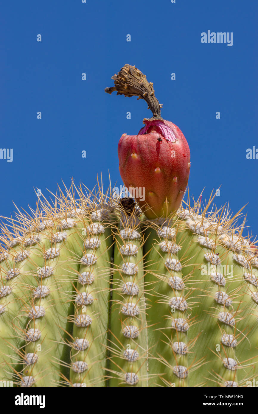 Saguaro Kaktus Frucht auf Seite Stockfoto