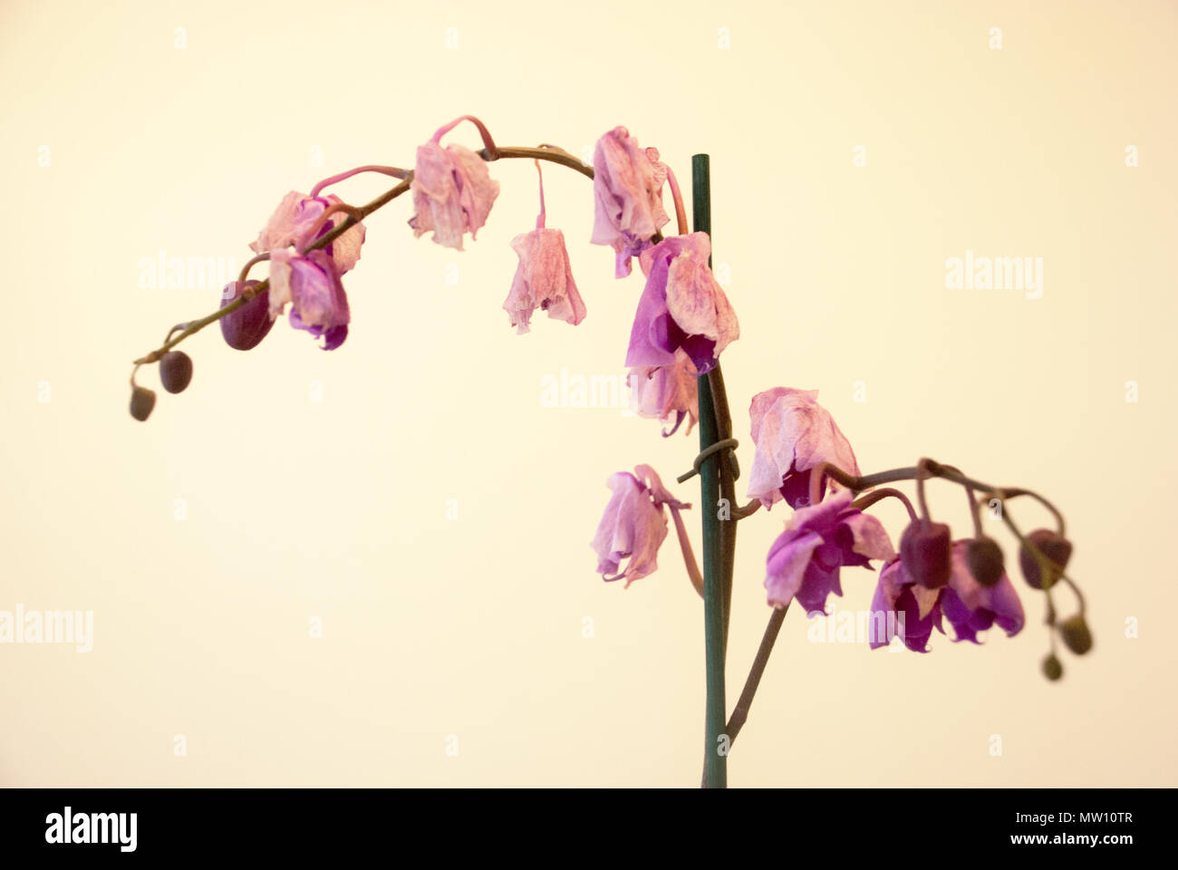 Verwelkten Orchideen Stockfoto