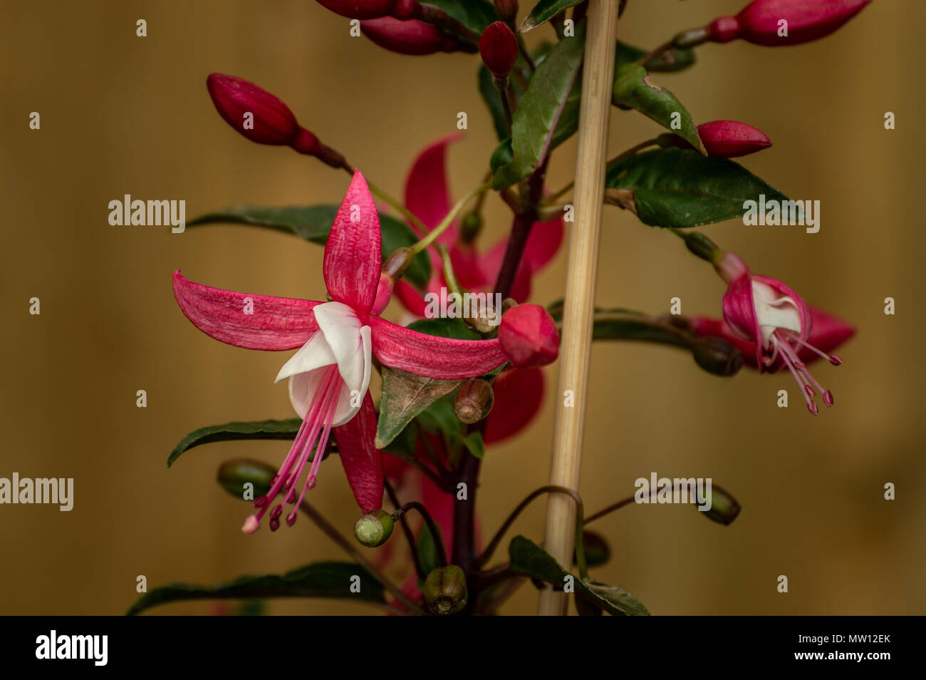 Wunderschöner, wunderschöne, atemberaubende Rosa und Weiß fuchsia Blumen, in einer natürlichen Umgebung, in der Nähe, in voller Blüte und eine geringe Tiefenschärfe. Stockfoto