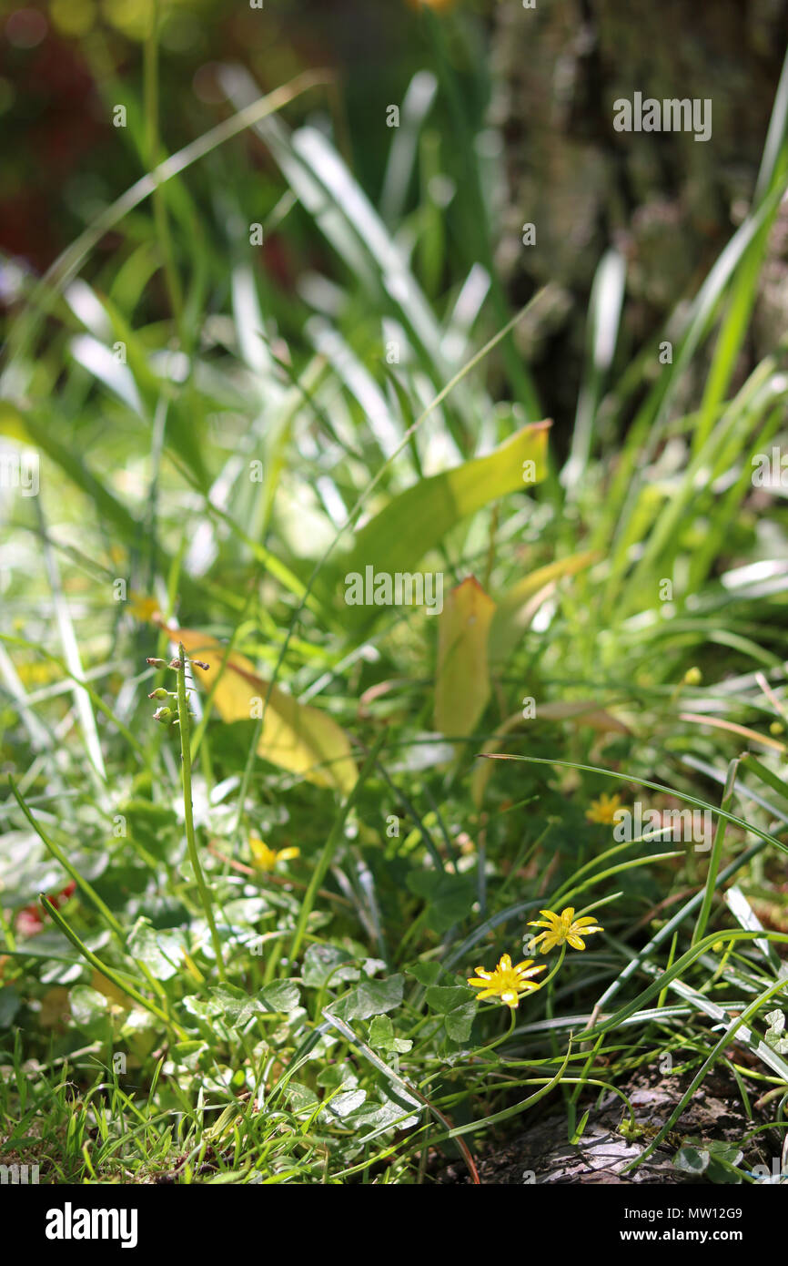 Zarte gelbe Blüten von Scharbockskraut (FIGWORT) wachsen durch das Gras in dappled Schatten am Fuß eines Baumes. Stockfoto