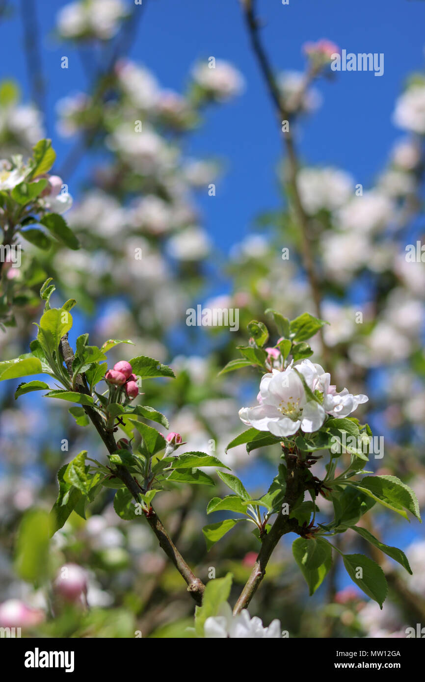 Zarten weißen Apple Blossom, rosa Knospen und frische Blätter gegen einen wolkenlosen blauen Frühling Himmel gesehen. Stockfoto