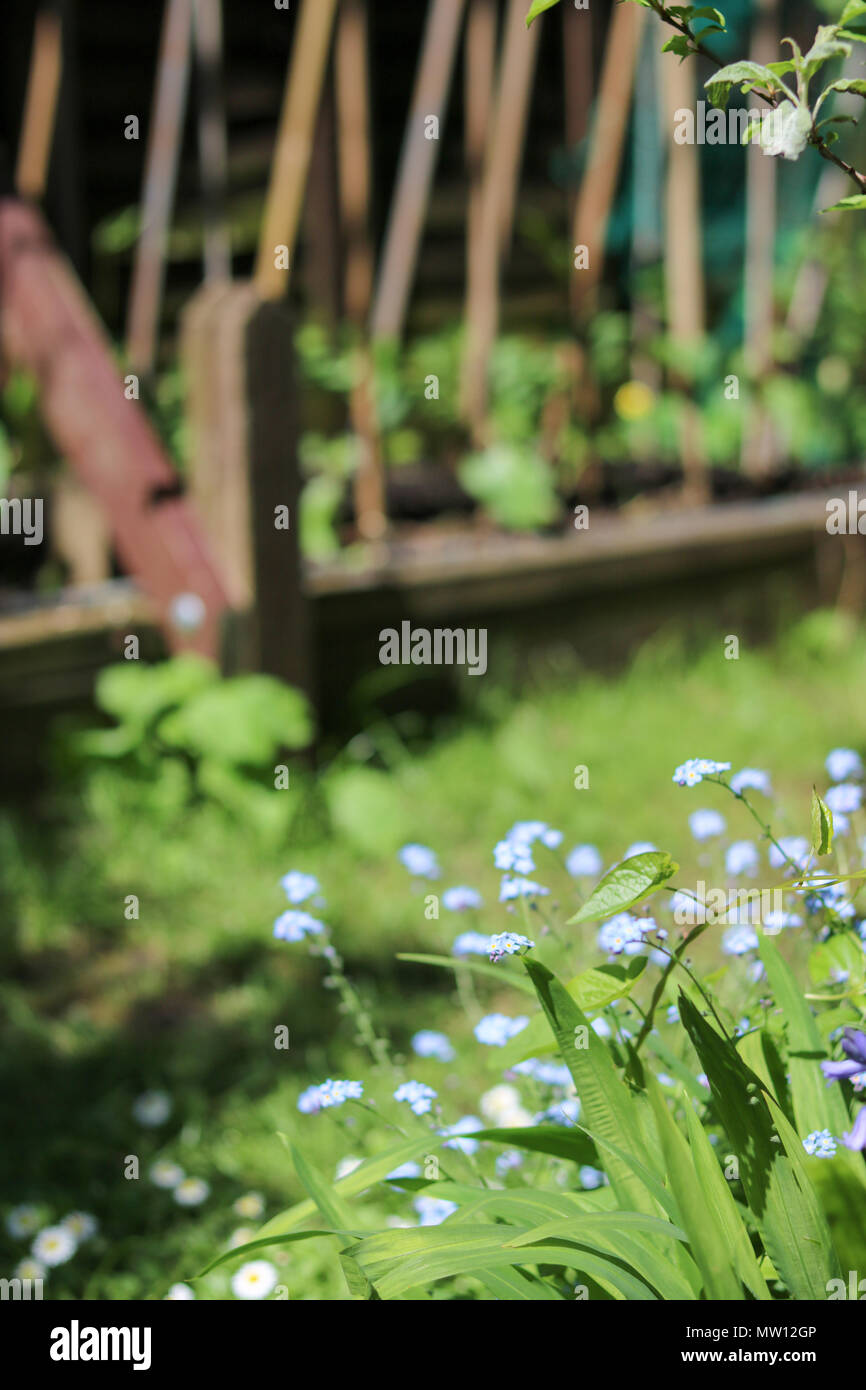 Vergissmeinnicht in der Frühlingssonne in einem Land, Garten. Im Hintergrund, runner bean Sämlinge nach oben klettern, um einen Bambus Rahmen in einem Bett von Holzbalken. Stockfoto
